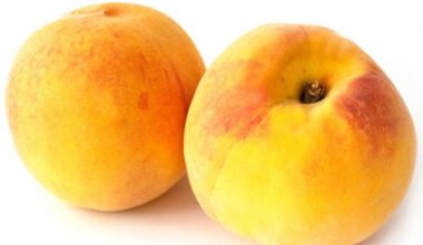 জাম্বুরা