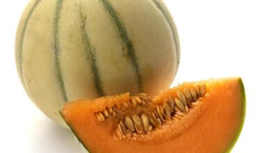 মিষ্টি কুমড়া